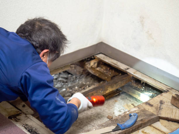 Best Water Damage Restoration  in Big Coppitt Key, FL