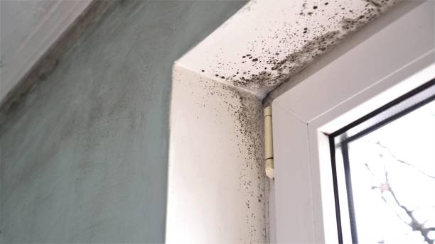 Mold Removal and Inspection in Big Coppitt Key, FL