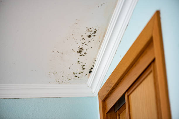 Attic Mold Removal in Big Coppitt Key, FL