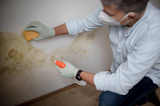 Best Office Mold Removal Services  in Big Coppitt Key, FL