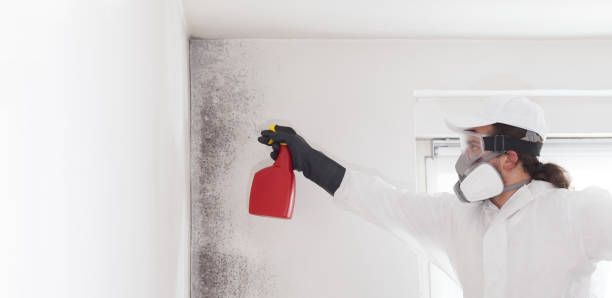 Best Toxic Mold Removal  in Big Coppitt Key, FL
