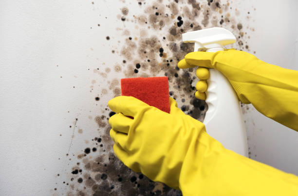 Best Commercial Mold Removal  in Big Coppitt Key, FL